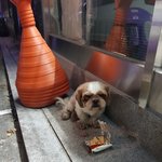 수원 <b>연무동</b>에 길잃은강아지가있어요ㅜㅜ