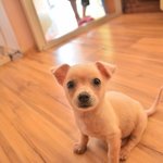 설기/믹스견/<b>여아</b>/2개월   * 뜬장에서 구조된 귀여운 설기입니다...