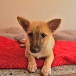 <b>절미</b>/믹스견/여아/3개월  *<b>절미</b>는 애교가 많은 아이입니다.