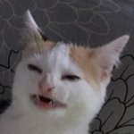<b>에리</b>들이랑 아미들아