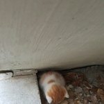 <b>long</b> ass ride<뭔 뜻이야?