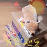 [뉴이스트] 알밤 늉래곤볼에 도전해보았다. (오늘팬싸과질 포함)