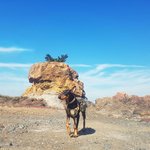 [강아지] 도베르만 <b>노블</b>이와 태안으로 여행을 다녀왔습니다 ~