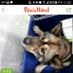 [<b>성남시</b>] <b>성남시</b> 보호소 안락사 명단에 오른 믹스견 봐주세요!!