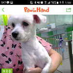 [성남시] 성남보호소 안락사 <b>명단</b>에 오른 말티즈