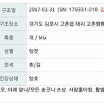 [강아지] 유기<b>견</b> 또리 입양, <b>그</b> 후 변천사