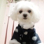 [드루와] 우리집 갱아지 <b>앵두</b>