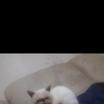 내겐너무이뿐<b>미미</b>와도도