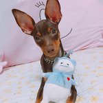 <b>울집</b> 막둥이 보고가세요ㅠㅠㅠㅠㅠ