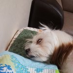 [강아지] 유기견이었던 <b>두부</b> 콩