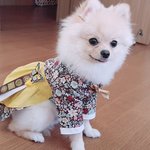 [강아지] <b>울</b><b>집</b> 개린이 자랑 ㅋㅋㅋㅋㅋ
