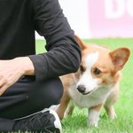 [방탄소년단] 쵸파 너 <b>무릎</b>을 탐내더니 결국엔....