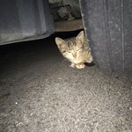 [댓글부탁해] 비오는날 구조한 새끼냥이 도와주세요!