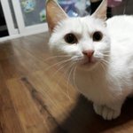 [도와주세요] [고양이]대전 <b>서구</b> / 순한 아이 새 집사님 찾습니다...