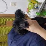[성남시] <b>성남</b>보호소 안락사 명단에 오른 푸들