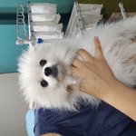 성남보호소 안락사 명단에 오른 포메(쓸<b>개골</b>탈구로 안락사 1순위)