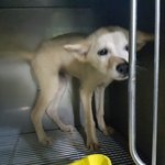 [<b>성남시</b>] 안락사1순위 믹스견 살려주세요