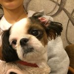 우리집 막내 두번째 이야기