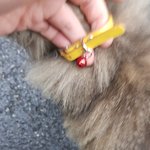 <b>길</b>잃은 고양이에<b>요</b> 주인 찾아주세요
