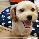 [강아지] 안락사에서 살아남은 라사압소 <b>노을</b>이