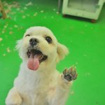<b>진주</b>/말티즈/여아/4살/2.5kg  피부병으로 고통받는 순간에 구조된...