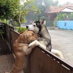 [강아지] 강아지 있는 님들 어디서 분양받아?