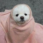 <b>누</b>가 한국에서 살고싶어해 짤 있는사람?
