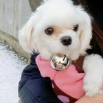 우리 댕댕<b>이임</b>