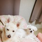 감자와 촬스의 견생<b>역전</b> 3탄