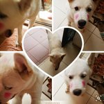 마당에 사는 울 진돗개 ㅠ