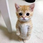 [조언부탁해] 얘들아 이거 미친짓이니??..
