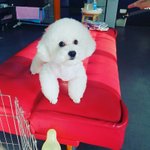 [세훈] 비비 <b>미용</b>했대