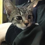 [고양이] 222초보집사 길고양이 키우기222