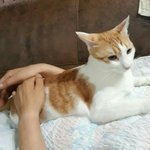 [쁘니단비] 쁘단유미의 모기와의 전쟁~