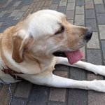 나의 동거묘 도칠이 2017년 가을 시작..