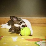 [강아지] 엉덩이 개인기를 하는 엉짱강아지 <b>레오</b>입니당