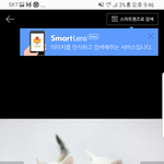 냥이 족보