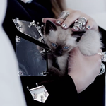 [댓글부탁해] 이거 고양이 <b>종류</b> 아는사람 ㅜㅜㅜ