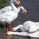 -팩트<b>폭격</b>-