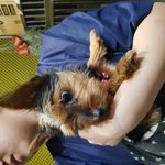 [<b>성남시</b>] 급급!! 안락사 될 요크셔아이봐주세요!!!