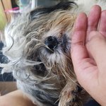 [<b>성남시</b>] 믹스라는 이유로 아무도 선택하지 않고 있어요.. 시간이...