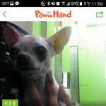 [<b>성남시</b>] 치와와 입양해주세요