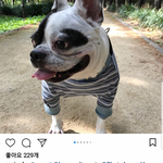 10월 5일도 <b>목줄</b>안한 최시원 개