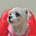 요정/말티즈/<b>여아</b>/2.5kg/4살  * 커다란 두 눈망울에 장난기가...