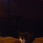 [고양이] 저는 친구가 없습니다