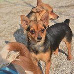 /3kg   * 순한 성격에 <b>그윽</b>한 눈이 사랑스러운 아이입니다.