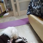 유기견이었던 <b>두부</b> 콩 2