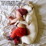 <b>천사</b>를 만나고 달라진 유기견