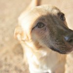 <b>절미</b>/믹스견/여아/3개월  *<b>절미</b>는 애교가 많은 아이입니다.