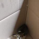 회사 옥상에서 새끼 고양이를 잡았는데... 얘를 어찌해야 할까요...